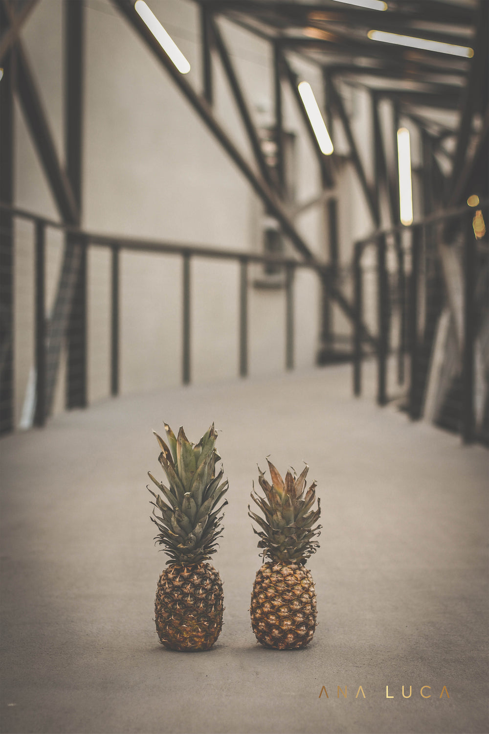 Pineapples Walking Art by Ana Luca